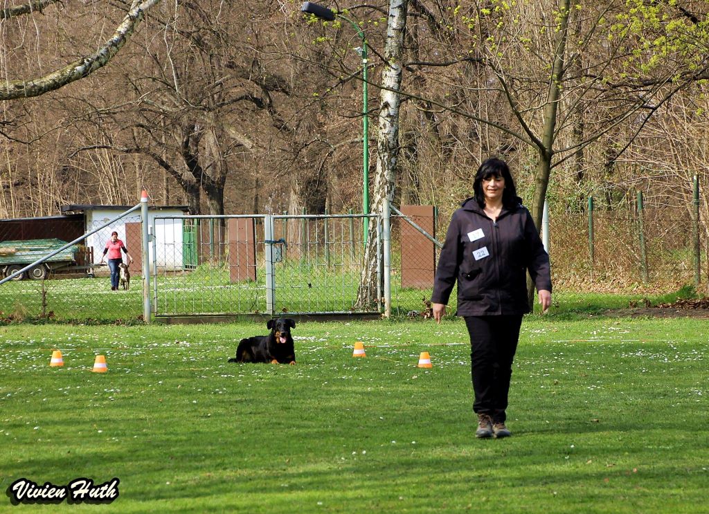 Ailis Brevet Obedience excellent  243,5 