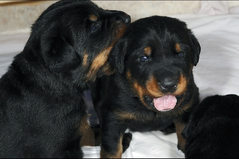 Chiots B-Litter 25.03.2012