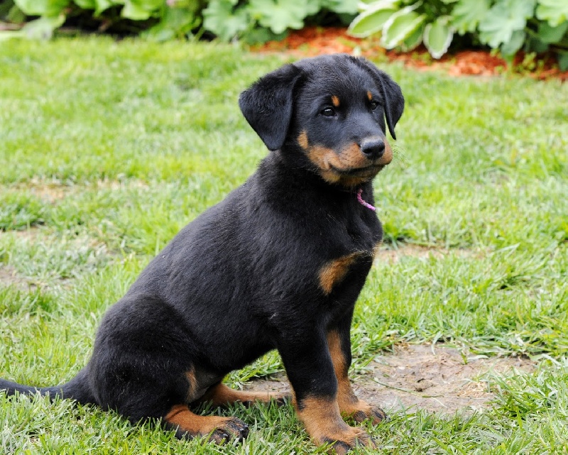 Chiots C-Litter 1.4.2013