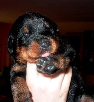 CHIOT