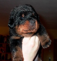 CHIOT