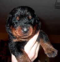 CHIOT