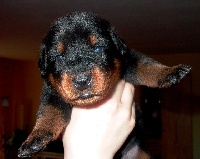 CHIOT