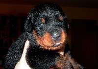 CHIOT