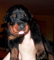 CHIOT