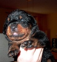 CHIOT